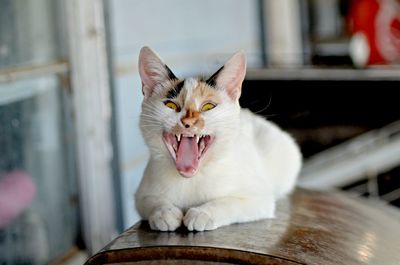 Close-up of cat yawning