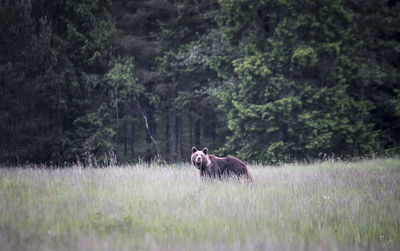 Grizzly bear walking on grassy field against trees