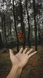 Close-up of cropped hand with pine cone in mid-air at forest