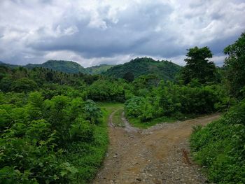 Scenic view of road amidst trees against sky