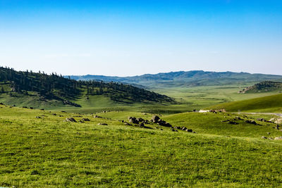 Scenic view of pasture