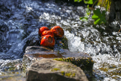 Close-up of fruits on rock