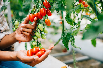 Close-up of hand holding red fruit