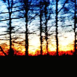 Silhouette of trees during sunset