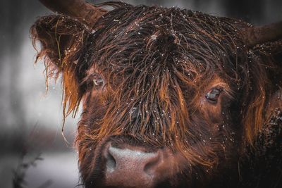 Close-up portrait of highland cattle