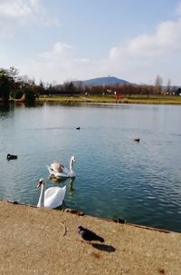 View of swans swimming in lake