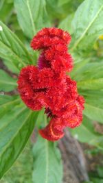 Close-up of red flower