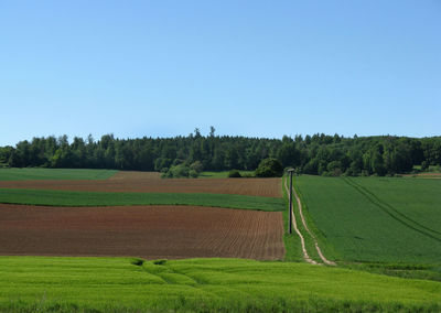 Scenic view of field against clear sky
