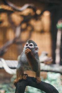 Close-up of monkey sitting on tree in zoo