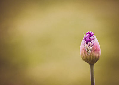 Close-up of pink flowering plant