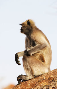 Side view of langur sitting on tree against clear sky