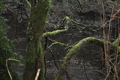 Plants and trees in forest