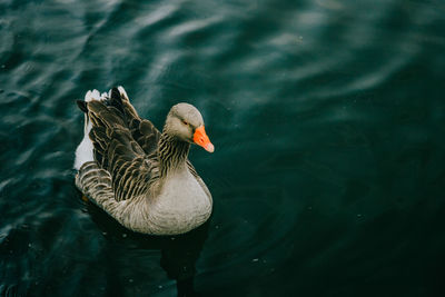 High angle view of bird swimming in lake