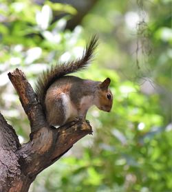 Close-up of squirrel on tree