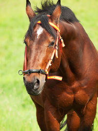 Close-up of horse