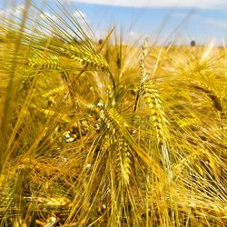 Close-up of wheat growing on field against sky