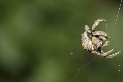 Close-up of spider on web