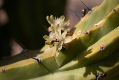 Close-up of insect on flower