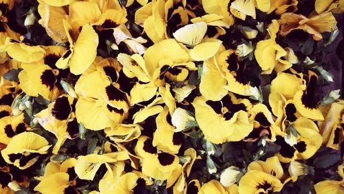 Full frame shot of yellow leaves