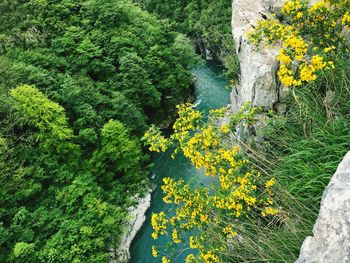 Scenic view of river amidst trees in forest