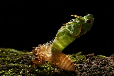 Close-up of insect on leaf over sea