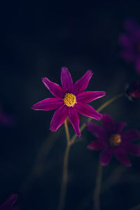 Close-up of pink cosmos flower