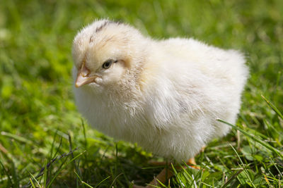 Close-up of a bird on field