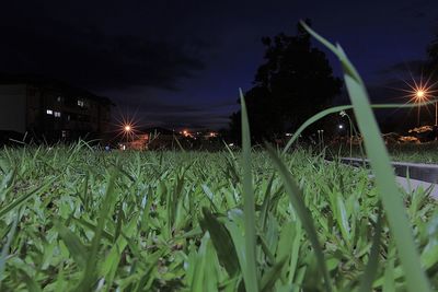 Illuminated grass on field at night