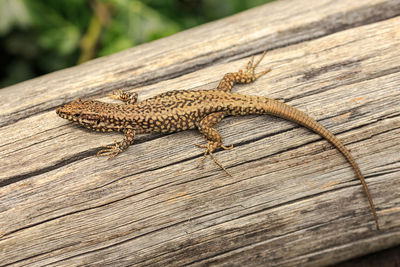 High angle view of lizard on wooden table