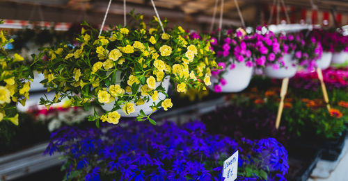 Close-up of colorful flowers at market stall