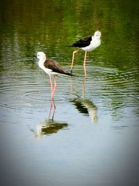 View of birds in lake