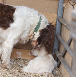 High angle view of a dog