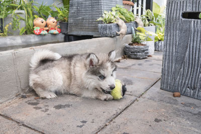 A cute puppy biting a tennis ball