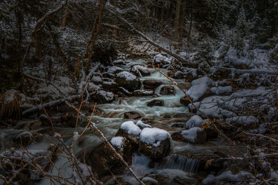 Close-up of tree in forest during winter