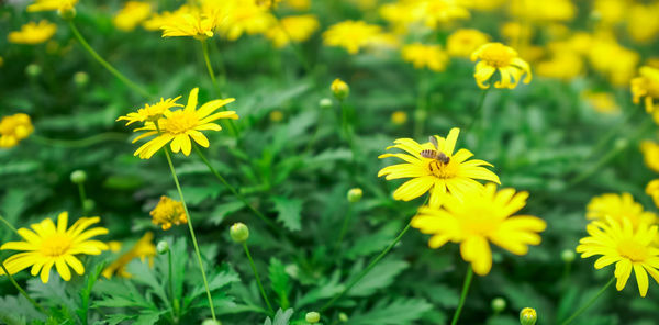 Close-up of yellow flowering plants on field