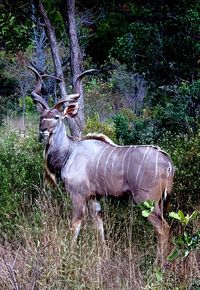 Deer in a forest