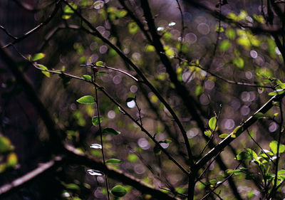 Low angle view of raindrops on tree