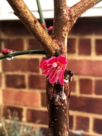 Close-up of wilted flower tree