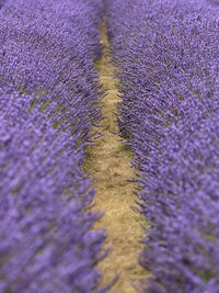 Close-up of purple flower on field