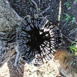 Close-up of tree trunk in forest