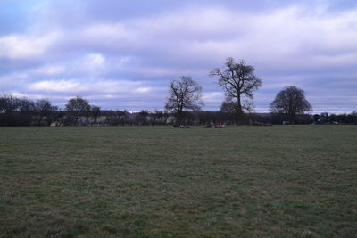 Trees on field against sky