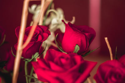 Close-up of red rose