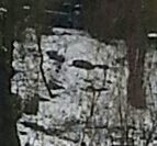 Close-up of tree trunk