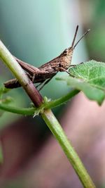 Close-up of insect on plant