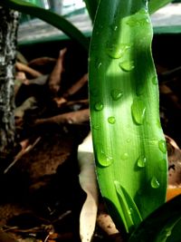 Close-up of water drops on leaf