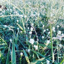 White flowers growing on field