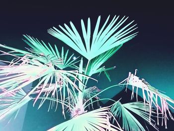 Low angle view of palm trees against clear sky