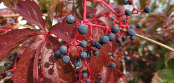 Close-up of berries growing on tree