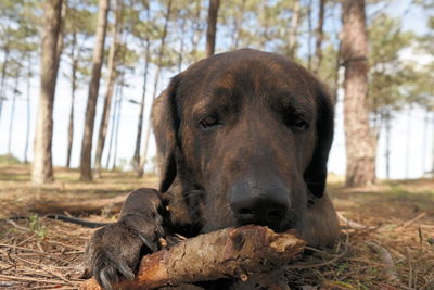 Close-up portrait of dog in forest