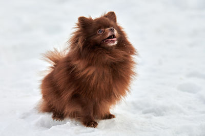 Portrait of dog on snow